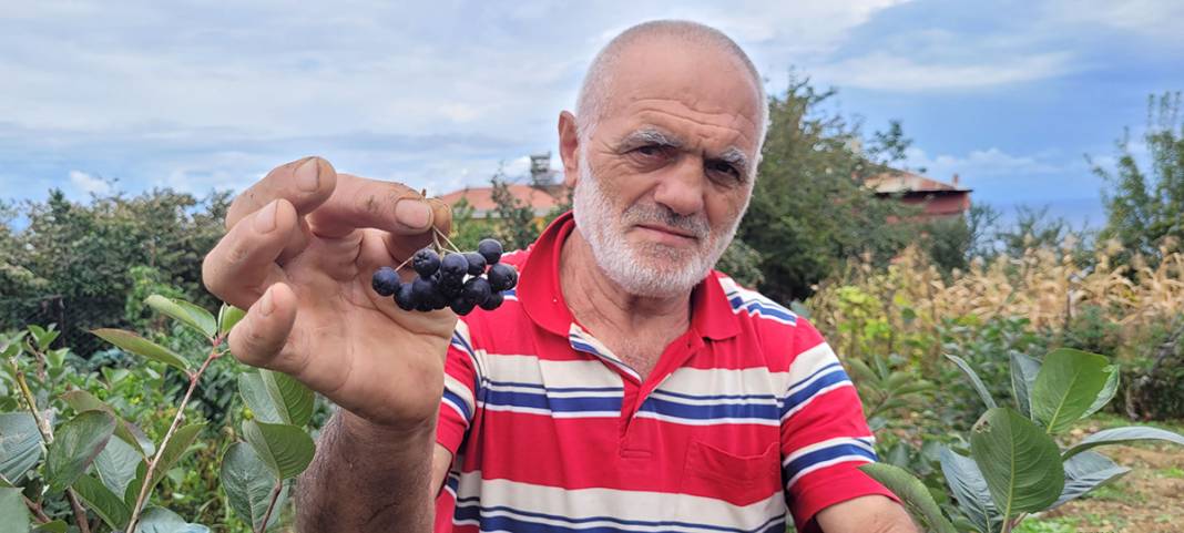 Ana vatanı Kuzey Amerika, Trabzon'da yok satıyor! 8
